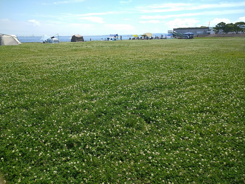 うみかぜ公園のシロツメクサの写真